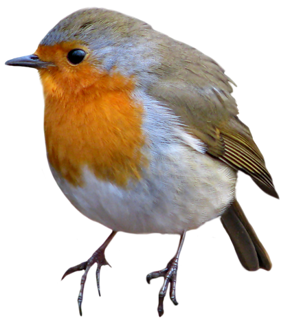 European Robin Png Image (black)