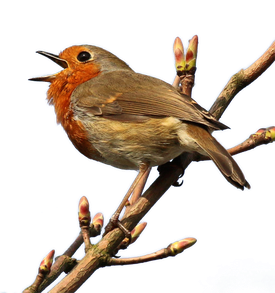 European Robin Png Photo (black)