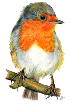 European Robin Png Photos (black, white)