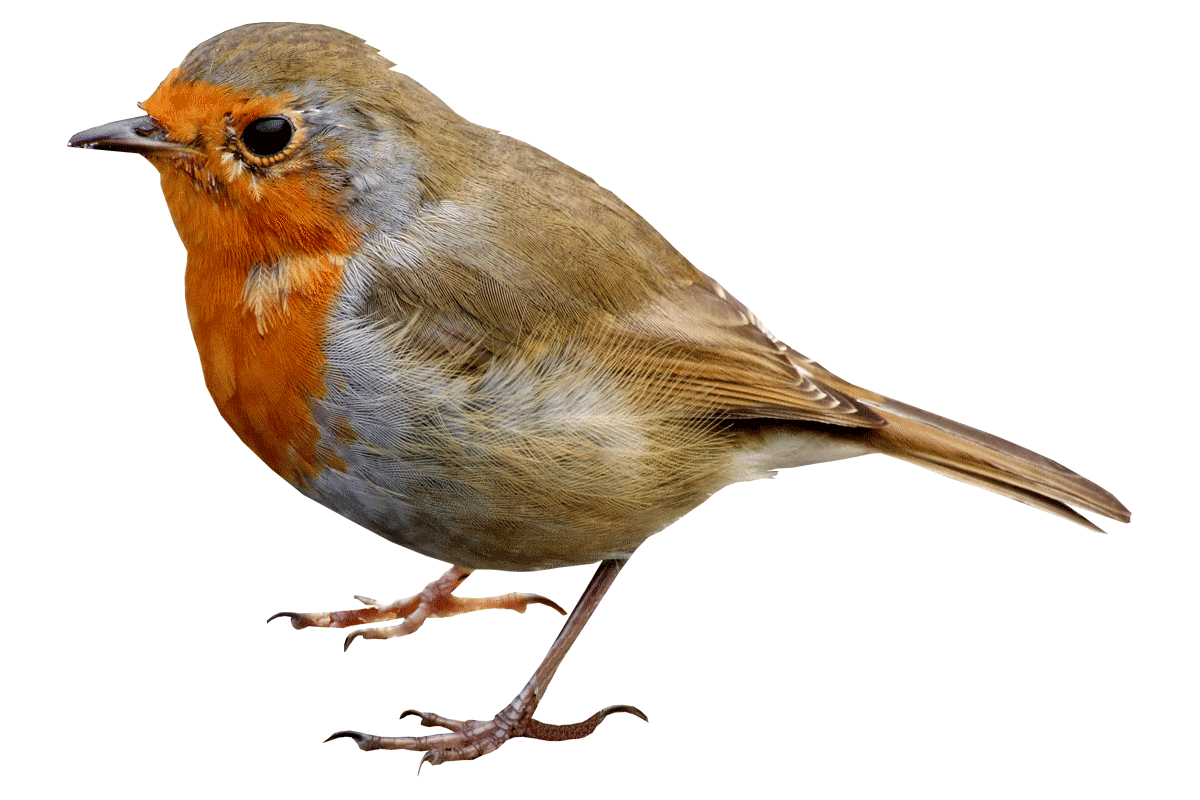 European Robin Png Transparent Picture (gray)