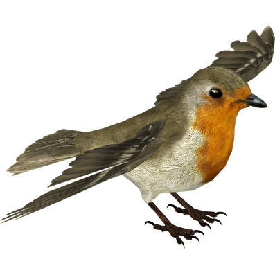 European Robin Transparent Background (olive, black)