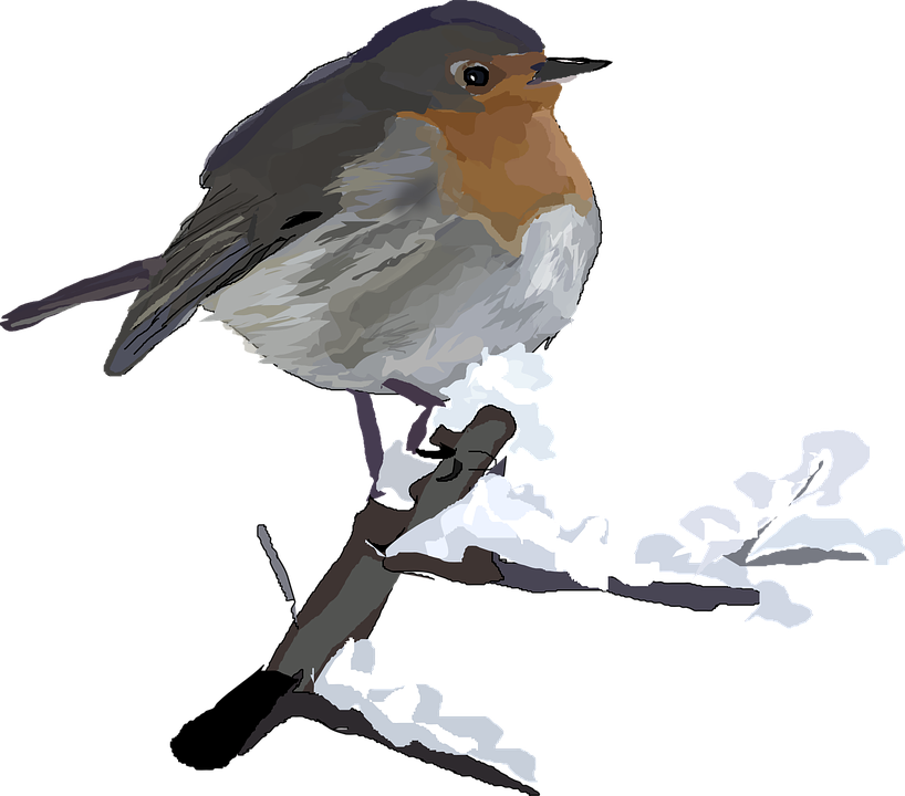 European Robin Transparent Images Png (gray, olive, indigo, white, black)