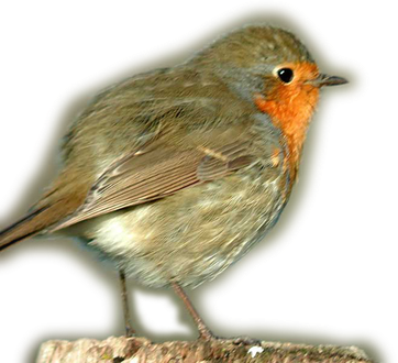 European Robin Transparent Png (black, gray)