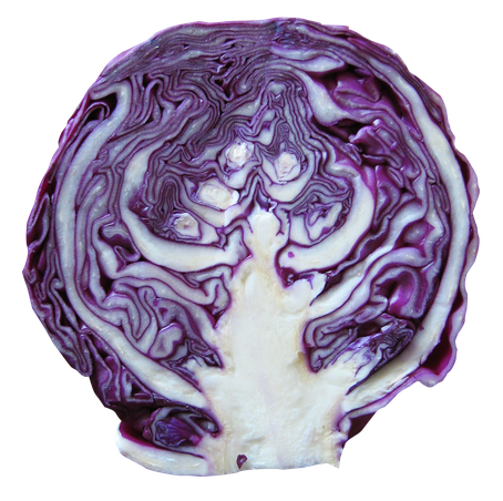 Purple Half Cabbage Png Clipart 1 (black, lavender)