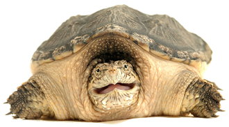 Turtle Png File (black, gray)