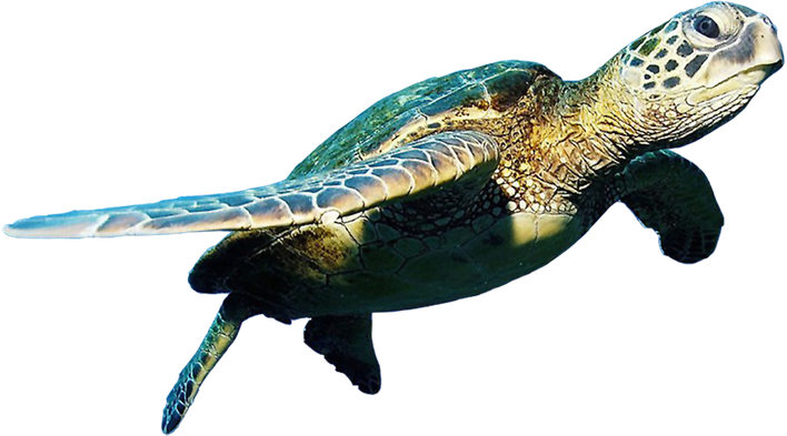 Turtle Png Hd (black)