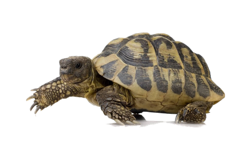 Turtle Png Image (black)