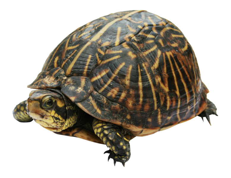 Turtle Png Photos (black)