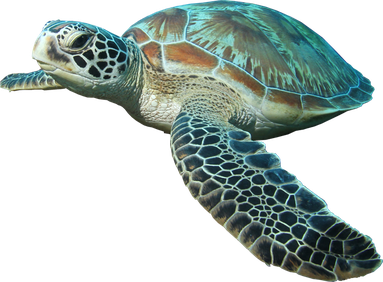 Turtle Png Pic (black)