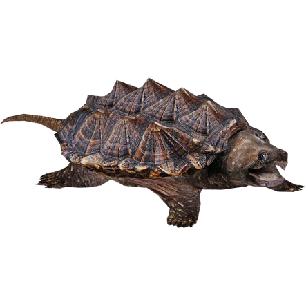 Turtle Png Transparent Image (indigo, black)