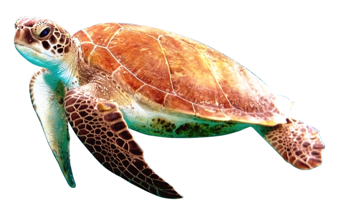 Turtle Transparent Background (black, white)