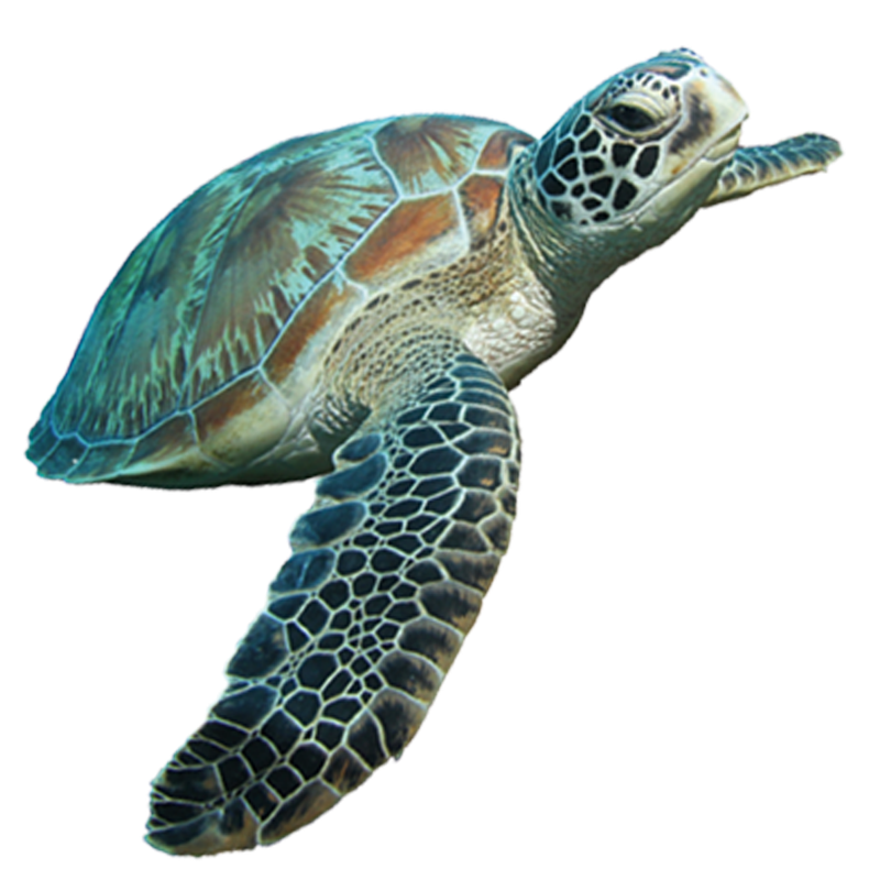 Turtle Transparent Png (black, gray)