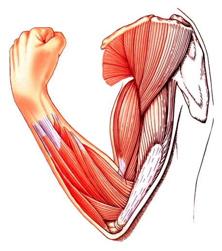 Muscles Png Transparent Image (white, black)