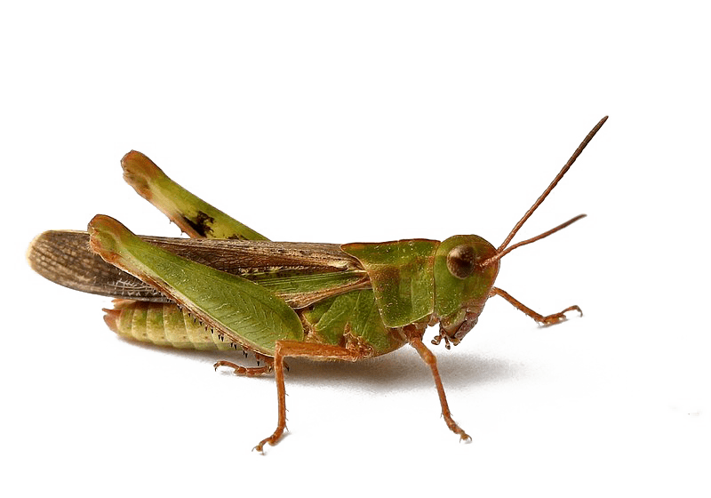 Bush Crickets Download Png Image (gray)