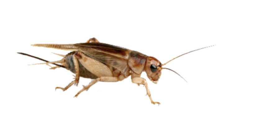 Bush Crickets Png File (black)