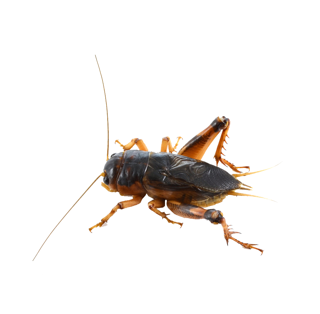 Bush Crickets Png Hd Isolated (black)