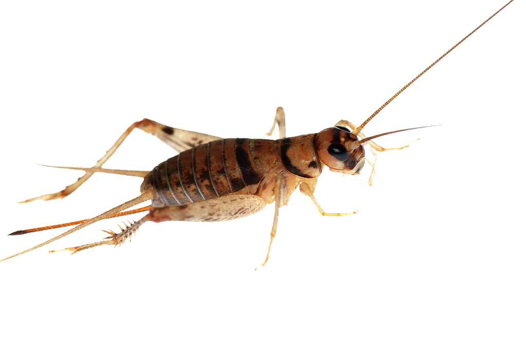 Bush Crickets Png Image (black)