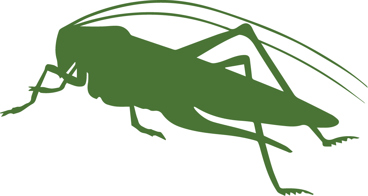 Bush Crickets Png Isolated Photo (white, olive)