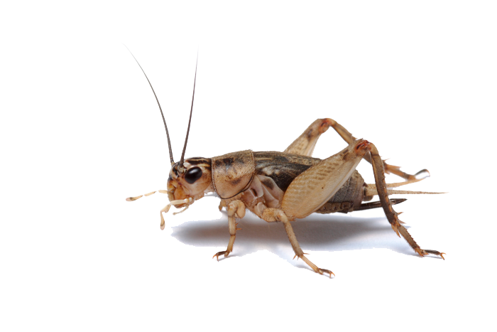 Bush Crickets Png Pic (white, black)