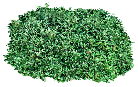 Bushes Png Clipart (green, black, gray)