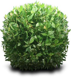 Bushes Png Free Download (black)