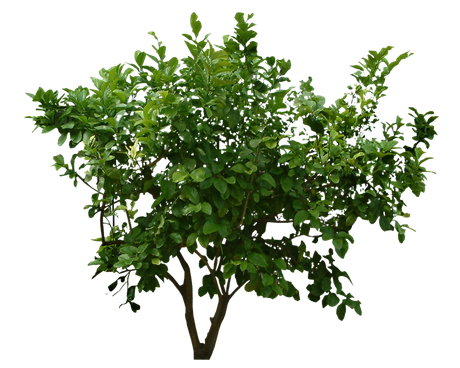 Bushes Png Hd (black)