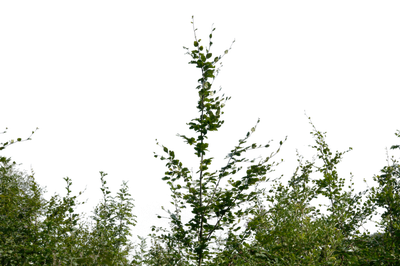 Bushes Png Transparent Image (black)