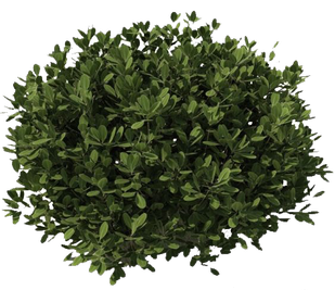 Bushes Transparent Png (green, black)