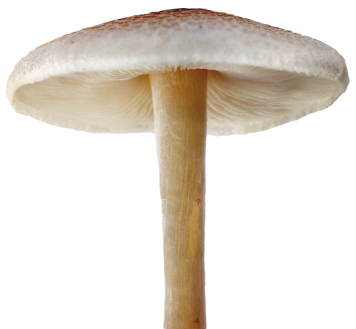 Mushroom Png File (silver, black)