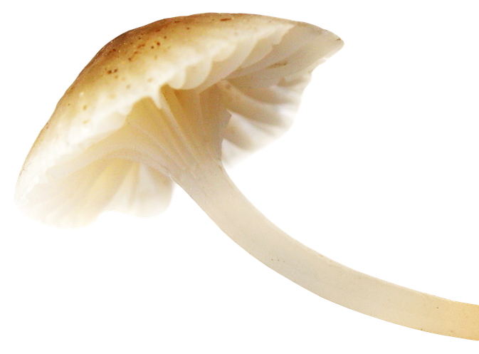 Mushroom Png Image (beige, pink, silver, black, white)