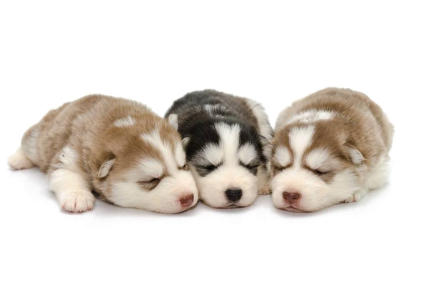 Husky Png Background (white, black)