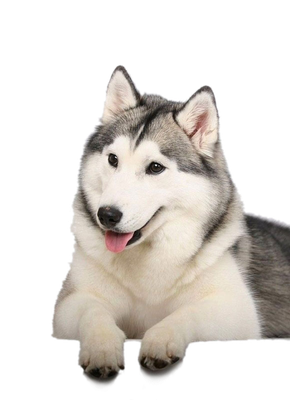 Husky Png Clipart Background (beige, black, silver)