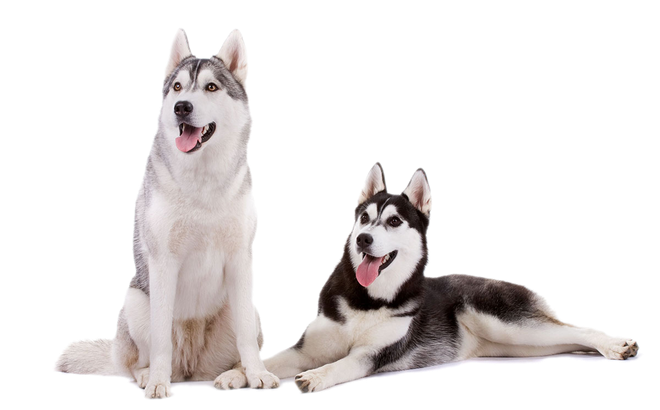 Husky Png Download Image (silver, beige, black)