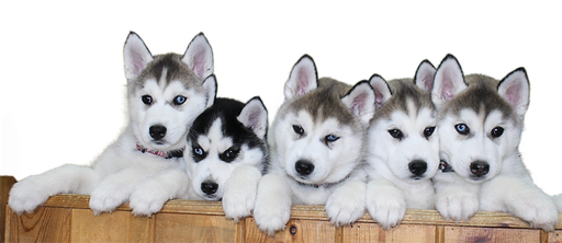 Husky Png File Download Free (silver, lavender, black)