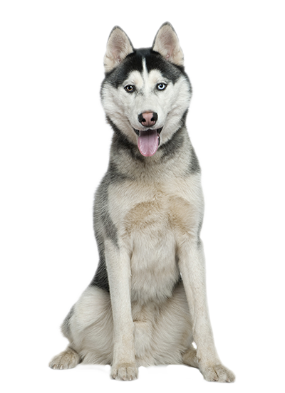 Husky Png File (white, silver, gray)