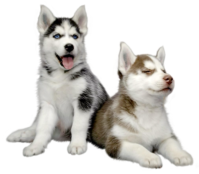 Husky Png Hd Photo (silver, beige, black)