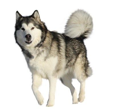 Husky Png Hd Quality (beige, black, silver)