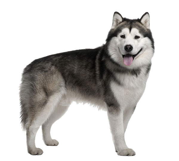 Husky Png Image Free Download (silver, black)