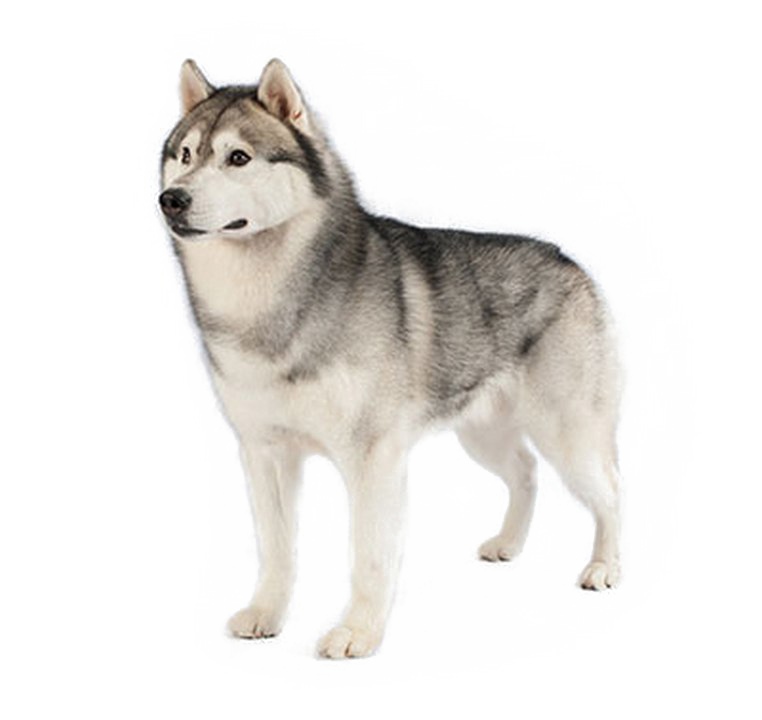 Husky Png Image Hd (white)