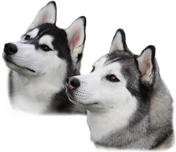 Husky Png Image (silver, beige, lavender, black)