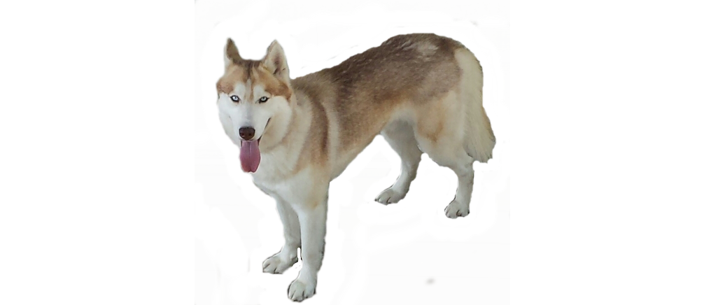 Husky Png No Background (indigo, black)