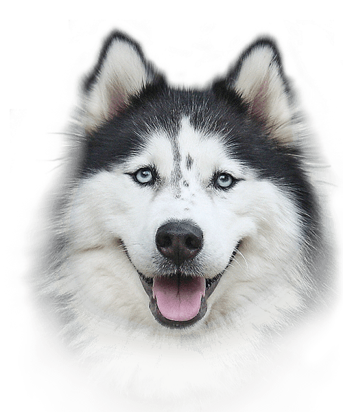 Husky Png Photos (gray, silver, black)