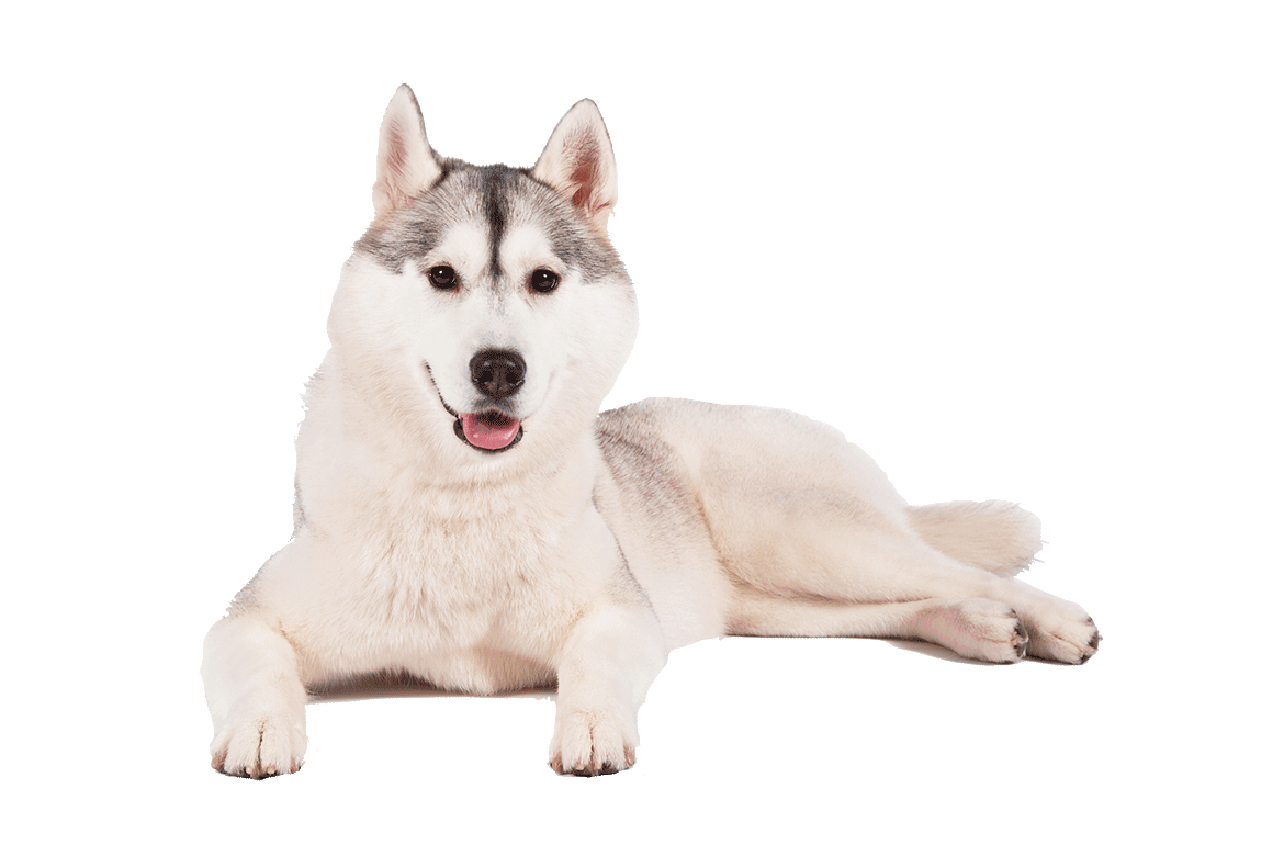 Husky Png Transparent Background (beige, black)