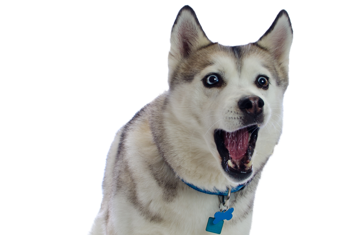 Husky Png Transparent File (white, silver, black)