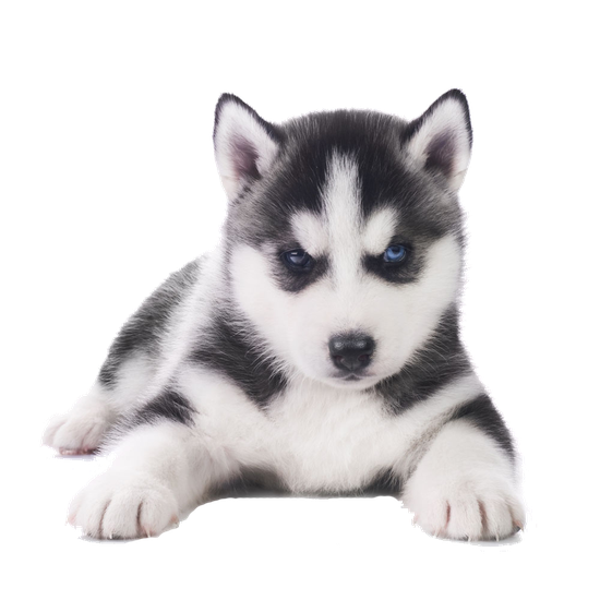 Husky Png Transparent Images (beige, black)