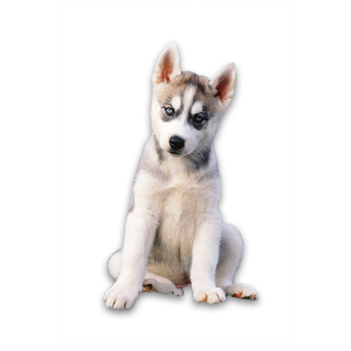 Husky Png Transparent Photo (black)