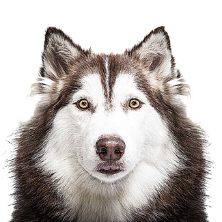 Husky Png Transparent (white, black)