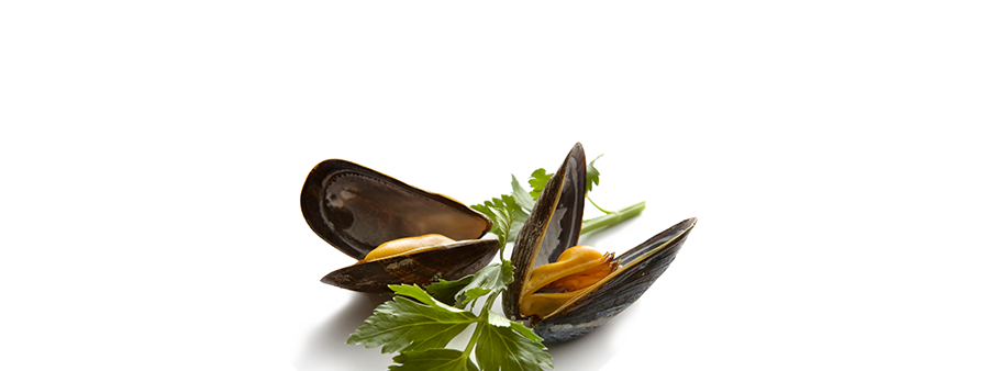 Mussel Download Png Image (white)