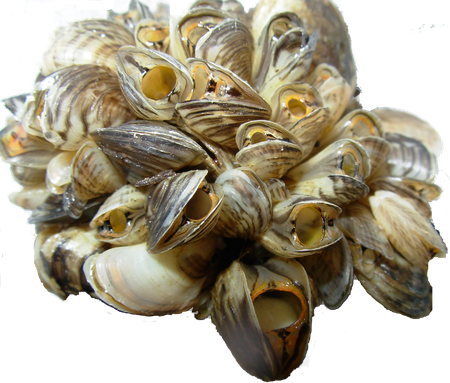 Mussel Png Background Image (black)