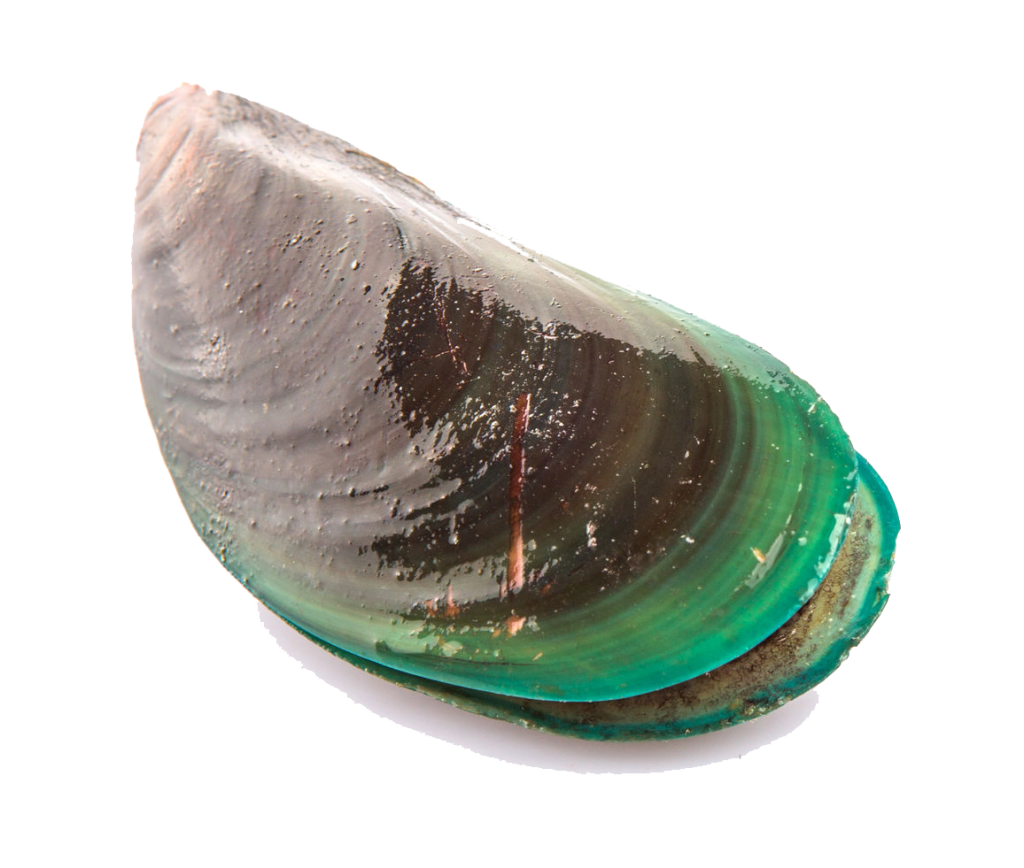 Mussel Png File (black, gray, silver)